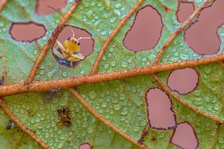 Fotografías Increíbles, Un escarabajo de hoja