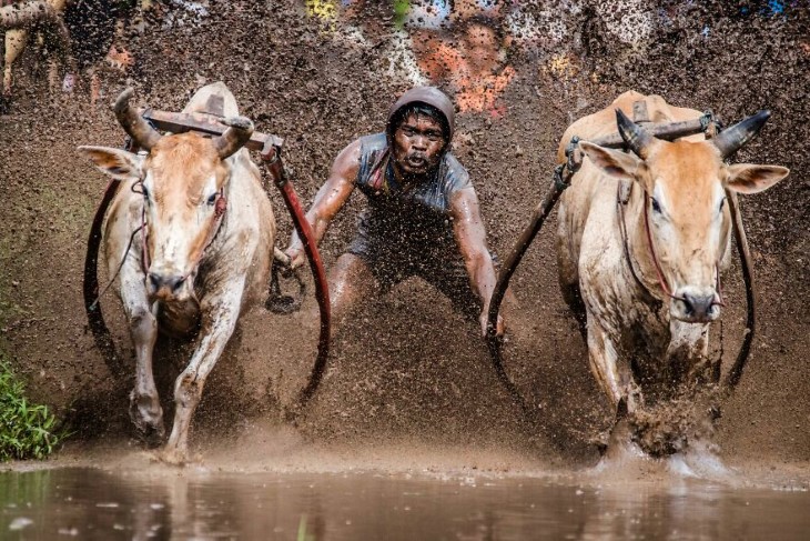 Fotografías Increíbles, Dos toros corriendo mientras el jockey los sujeta 