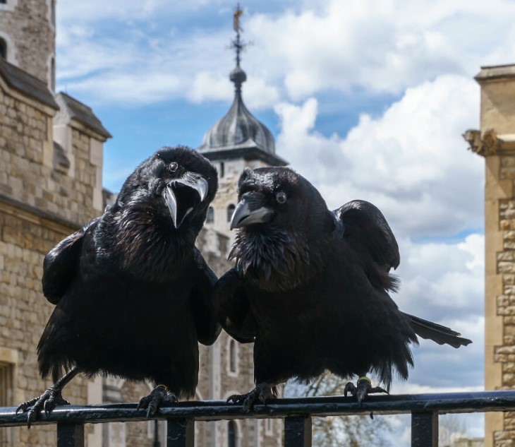 Fotografías Increíbles,  Cuervos de la Torre de Londres 