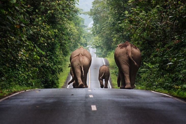 Fotografías Increíbles, elefantes salvajes caminando por una carretera