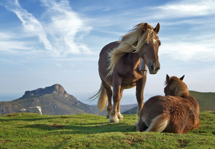 Fotografías Increíbles, caballos en la montaña de Bianditz