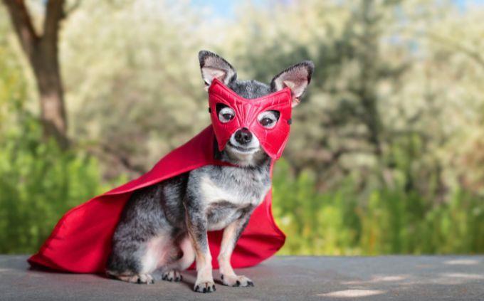 Qué fenómeno natural refleja quién eres: un perro disfrazado de superhéroe