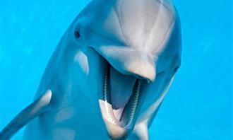 Qué fenómeno natural refleja quién eres: Delfín