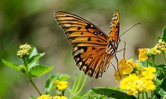 Qué fenómeno natural refleja quién eres: una mariposa