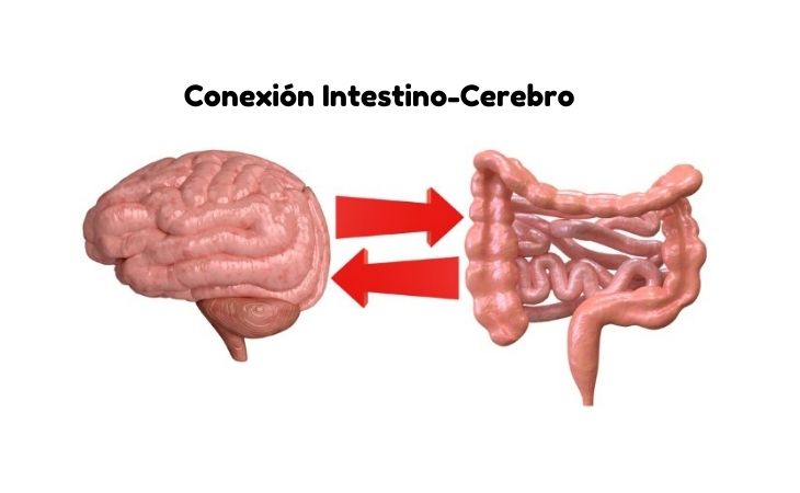 Conexión Intestino-Cerebro