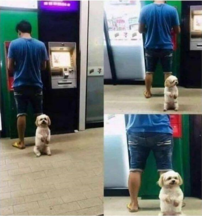 Animales Divertidos, perro en el cajero automático
