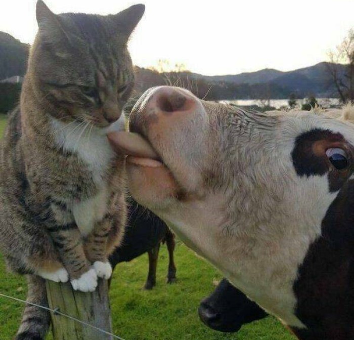 animais engraçados, , vaca e gato