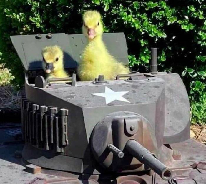 animais engraçados, , patos num tanque de guerra