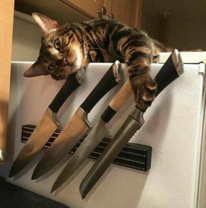 animais engraçados, , gato com facas