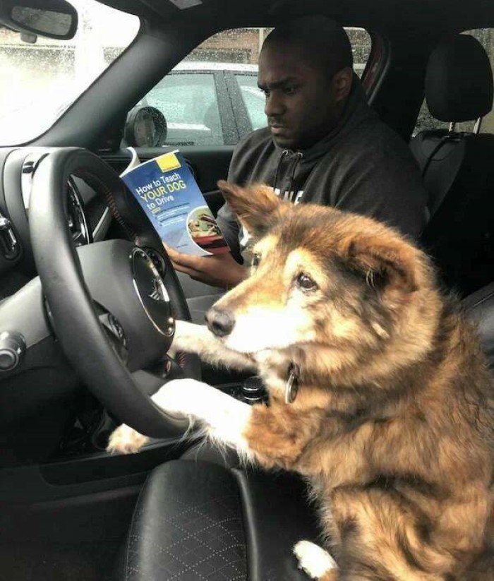 animais engraçados, cão dirigindo