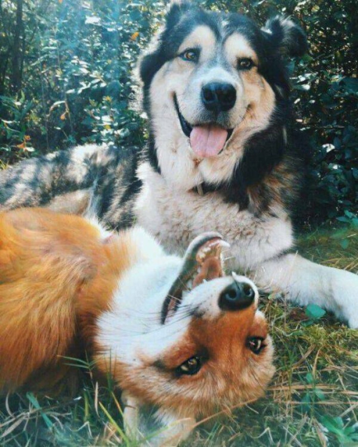 animais engraçados, cão e raposa
