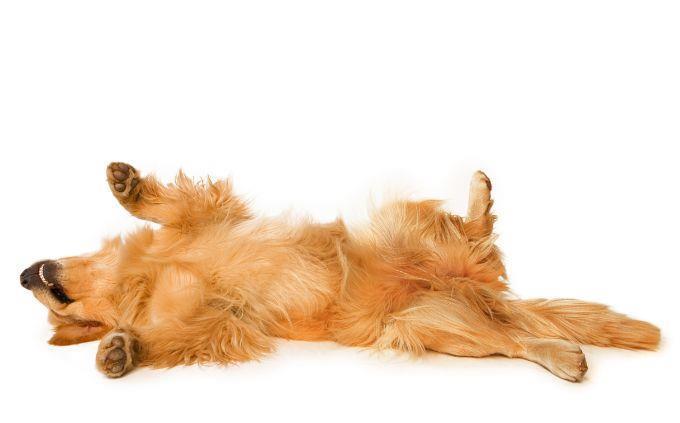 Animal Ability Trivia: Un perro acostado boca arriba