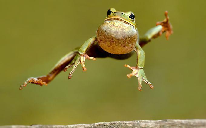Habilidades de animales Trivia: rana saltadora