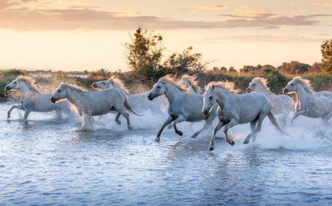 Animal Ability Trivia: Los caballos corren sobre el agua