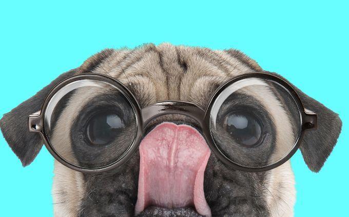 Animal Ability Trivia: Un perro con gafas