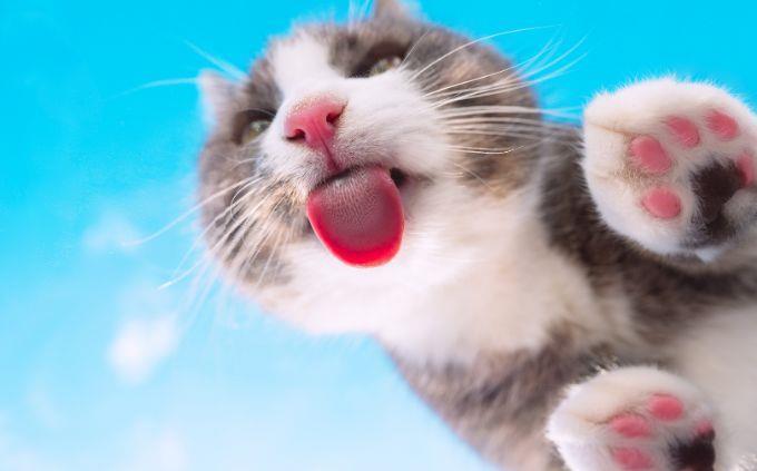 Curiosidades sobre las habilidades de los animales: lametones de gato