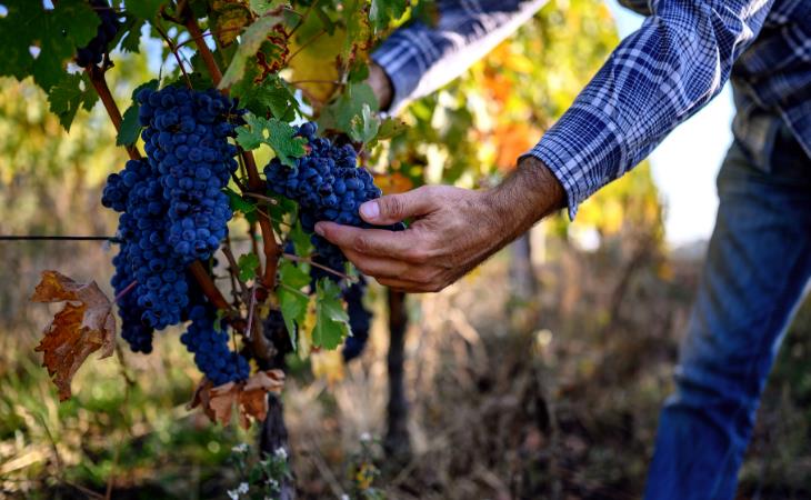 Datos Sobre Las Uvas, industria de la uva