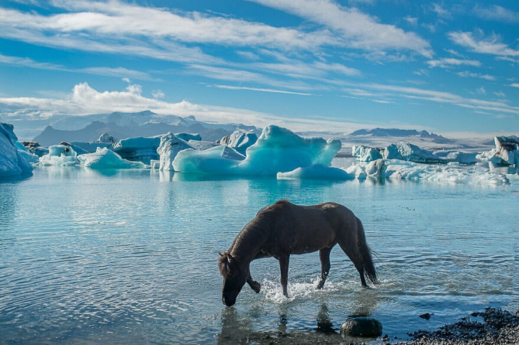 Caballos Islandeses,  glaciar