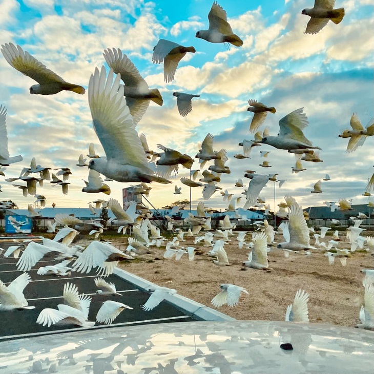 Los Premios De La Fotografía De iPhone 2023, pájaros