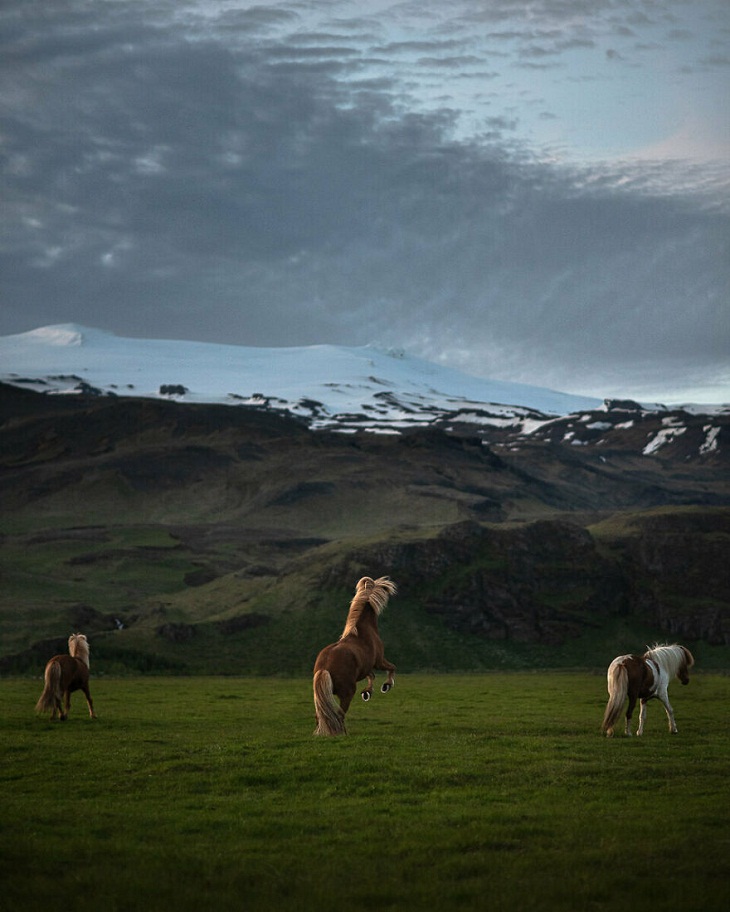 Caballos Islandeses, paisaje islandés