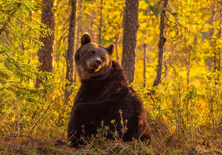 Naturaleza De Finlandia, oso
