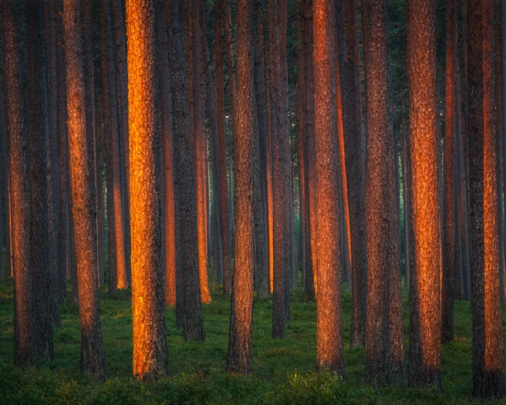 Naturaleza De Finlandia, luz de la mañana