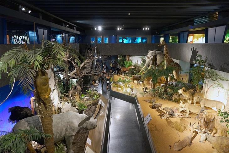 Musée d'histoire naturelle - El Museo de Historia Natural