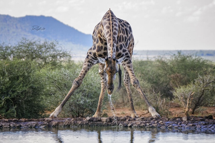 Animales Salvajes De África, jirafa