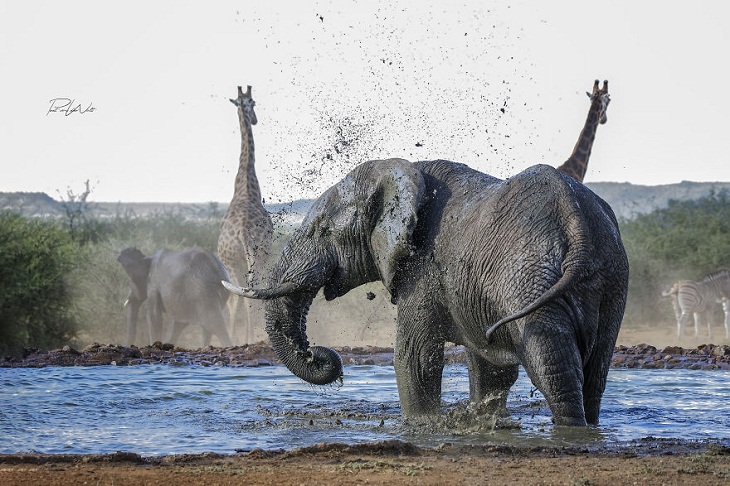 Animales Salvajes De África, elefante africano