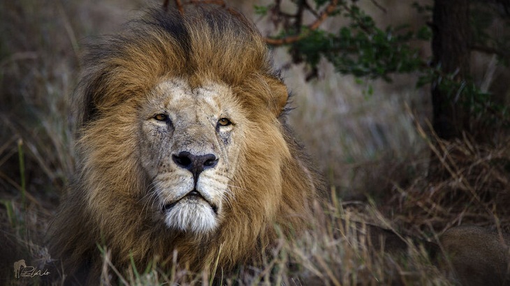 Animales Salvajes De África, león
