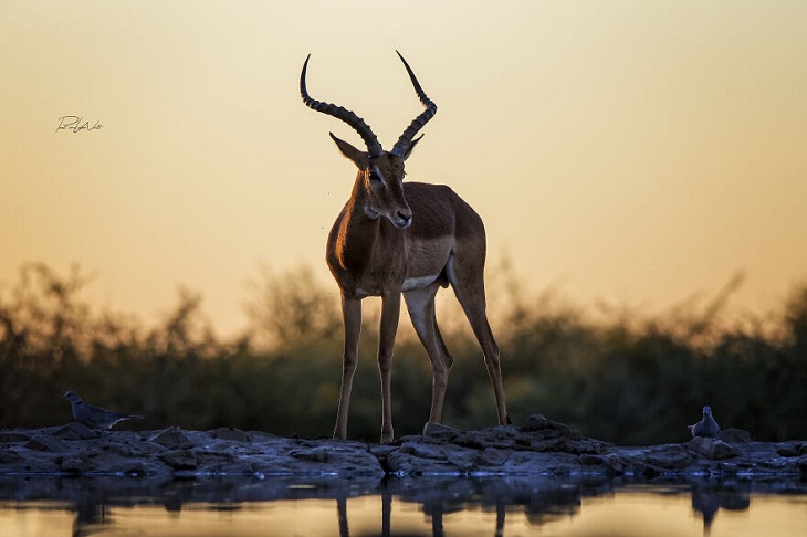 Animales Salvajes De África, impala