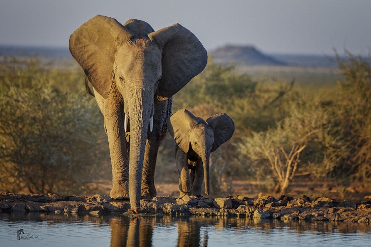 Animales Salvajes De África, mamá y bebé elefante