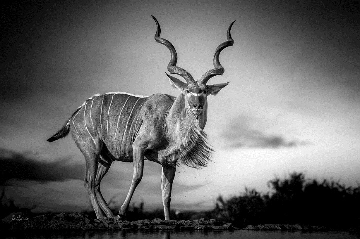 Animales Salvajes De África, kudú