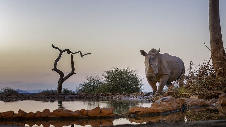 Animales Salvajes De África, rinoceronte africano