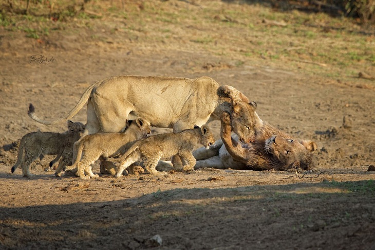 Animales Salvajes De África, familia de leones