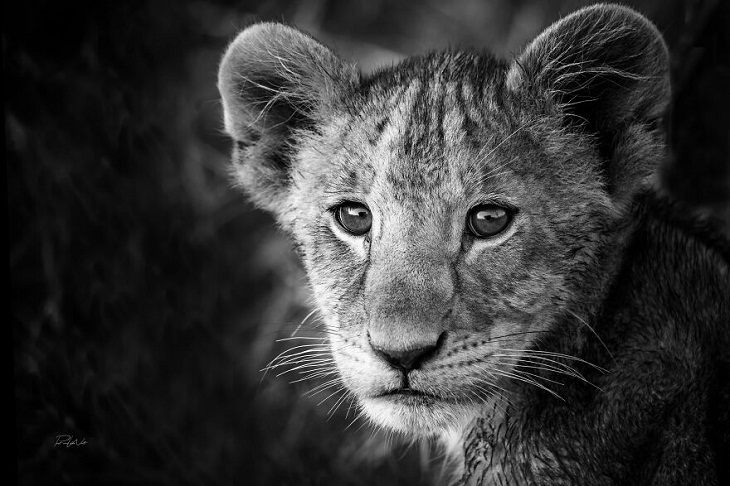 Animales Salvajes De África, cachorro de león