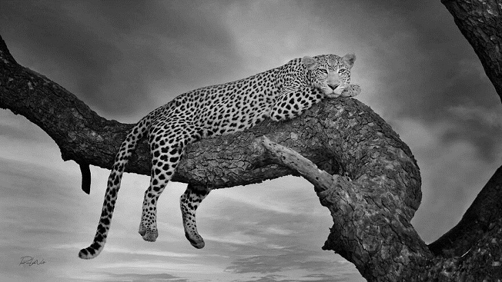 Animales Salvajes De África, leopardo
