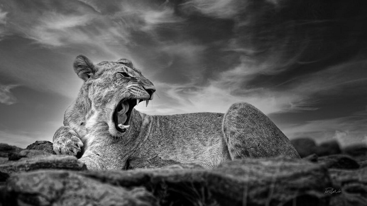 Animales Salvajes De África, leona