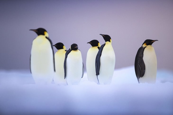 Fotos De Animales Salvajes, pingüinos