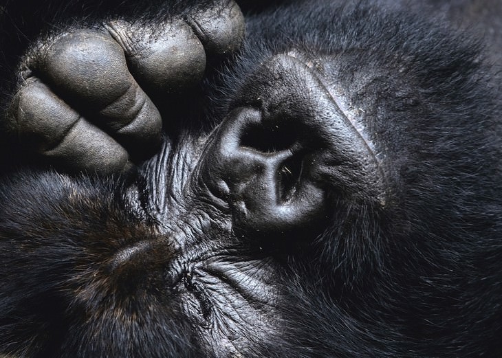 Fotos De Animales Salvajes, gorila