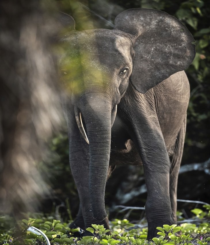 Fotos De Animales Salvajes, elefante