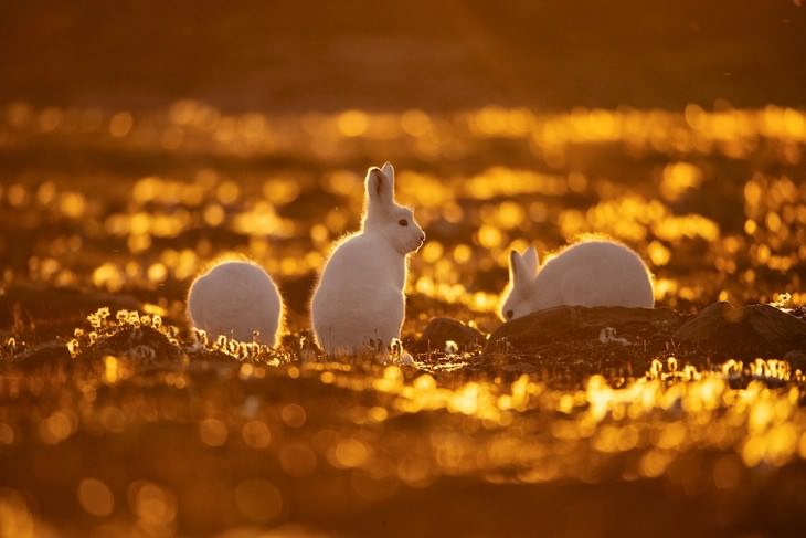 Fotos De Animales Salvajes, conejos