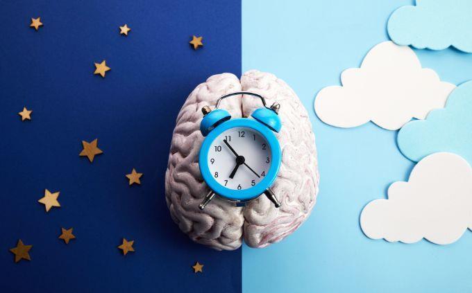 ¿Eres una persona predecible? Un reloj en el cerebro y una pantalla dividida en día y noche.