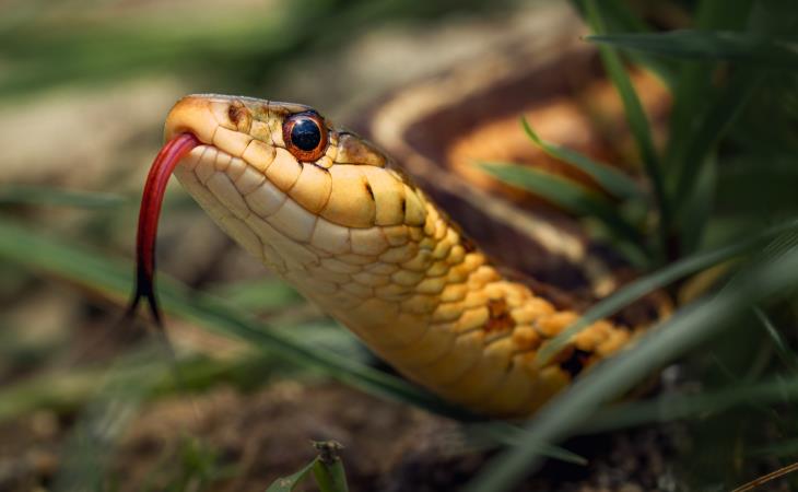 Mitos Sobre Animales Peligrosos, serpientes