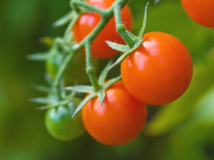 Variedades De Tomates, tomates maduros en rama