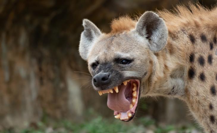 Mitos Sobre Animales Peligrosos, hienas