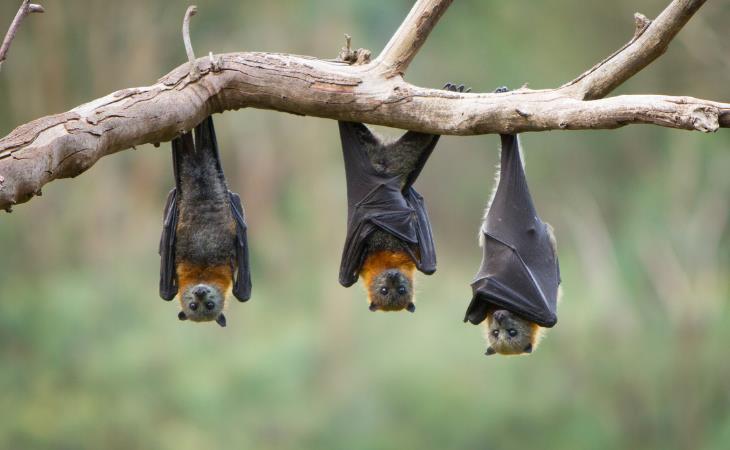Mitos Sobre Animales Peligrosos, murciélagos