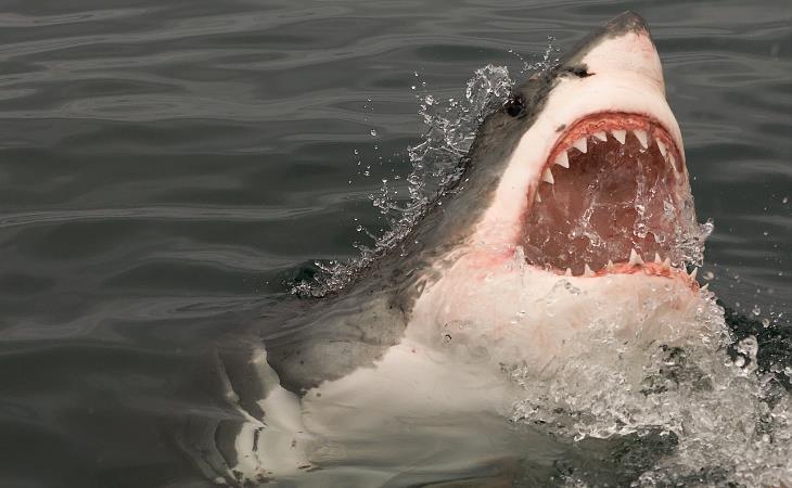 Mitos Sobre Animales Peligrosos, tiburones