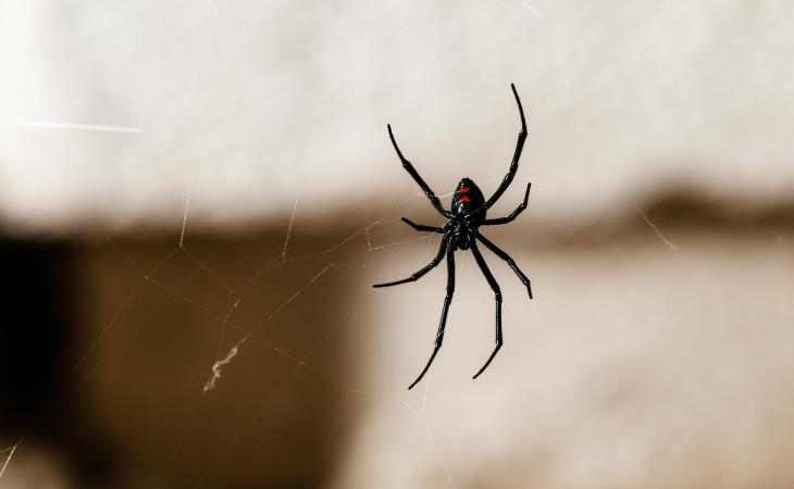 Mitos Sobre Animales Peligrosos, arañas