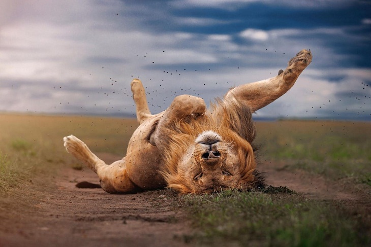 Ganadores De Las Fotos De Naturaleza, león
